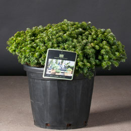 Abies koreana 'Brillant'