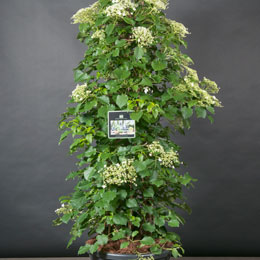 Hydrangea petiolaris