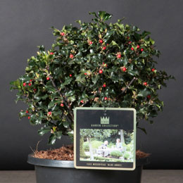 Ilex meserveae 'Blue Angel'