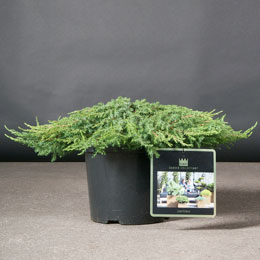 Juniperus communis 'Green Carpet