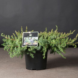 Juniperus conferta 'Schlager'