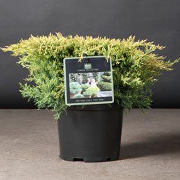 Juniperus media 'Gold Star'