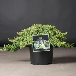 Juniperus procumbens 'Nana'