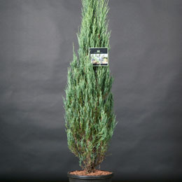 Juniperus scopulorum 'Blue Arrow'
