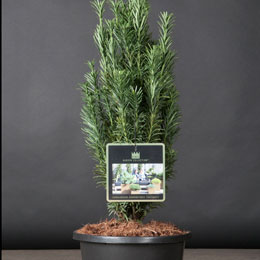 Cephalotaxus harringtonia 'Fastigiata'