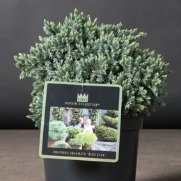 Juniperus squamata 'Blue Star'