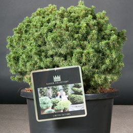 Picea glauca 'Alberta Globe'