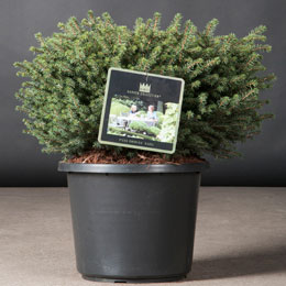 Picea omorika 'Karel'