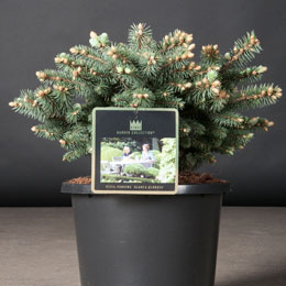 Picea pungens 'Glauca Globosa'