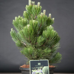 Pinus leucodermis 'Compact Gem'