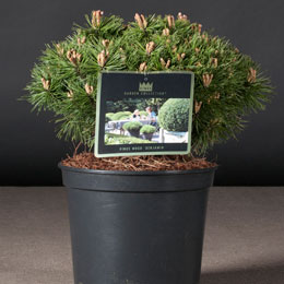 Pinus mugo 'Benjamin'