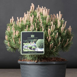 Pinus mugo 'Mops'