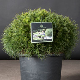Pinus mugo 'Varella'