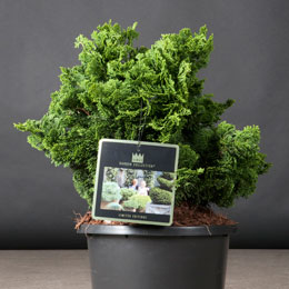 Chamaecyparis obtusa 'Nana Gracilis'