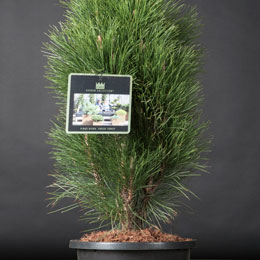 Pinus nigra 'Green Tower'