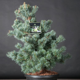 Pinus parviflora 'Negishi'