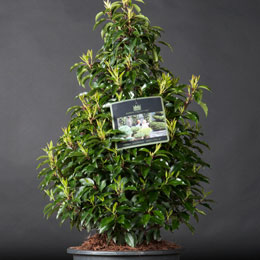 Prunus lusitanica 'Angustifolia'