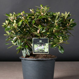 Rhododendron 'Gold Flimmer'