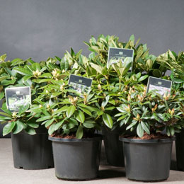 Rhododendron yakushimanum 'Arabella'