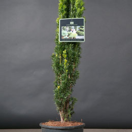 Taxus baccata 'Fastigiata Robusta'