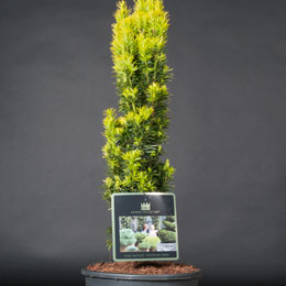 Taxus baccata 'Fastigiata David'