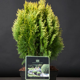 Thuja orientalis 'Aurea Nana'