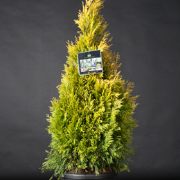 Thuja plicata 'Forever Goldy'