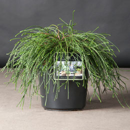Thuja plicata 'Whipcord'