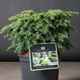 Tsuga canadensis 'Jeddeloh'