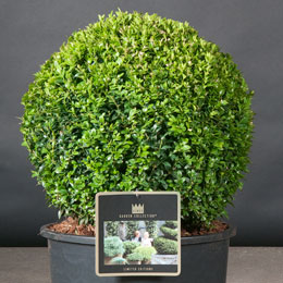 Buxus sempervirens