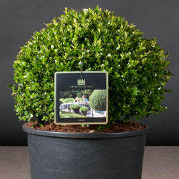 Buxus microphylla 'Faulkner'