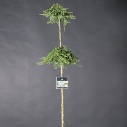 Juniperus communis 'Green Mantle