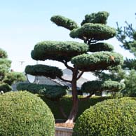 Tuinbonsai/Vormen/Topiary