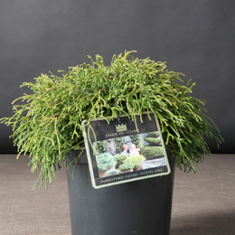 Chamaecyparis pisifera 'Sungold'