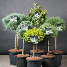 Pinus bol geent op stam