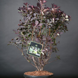 Cotinus coggygria 'Royal Purple'