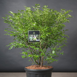 Euonymus alatus 'Compactus'