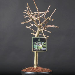 Ginkgo biloba 'Mariken'